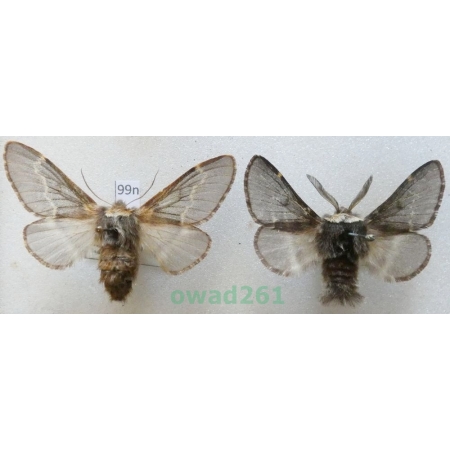 Poecilocampa populi (Linnaeus, 1758) pair Czech99n